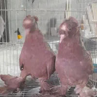 رواعب راعبی زینتی  تک کاکل و دوکاکله