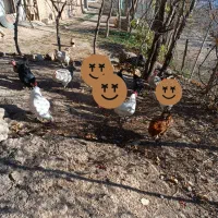 تعدادی مرغ سالم گوشتی وتخم گذار|حیوانات مزرعه|سیاهکل, |دیوار