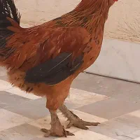 خروس برهما گلین ۴ ماهه