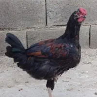 خروس گلین جوان