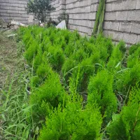 فروش کامیس نوکدار سطل ۱۰ خوشگل و یاس هلندی سطل ۳|گل و گیاه طبیعی|تنکابن, |دیوار