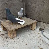 کبوتر دم سفید دارجه یک|پرنده|باوی, |دیوار