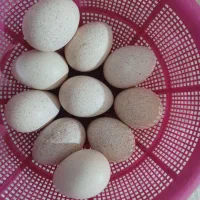 تخم بوقلمون|حیوانات مزرعه|یاسوج, |دیوار