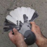 سبز دم سفید کفتر