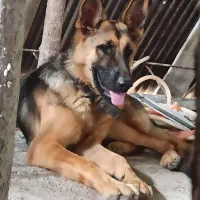سگ ژرمن شپرد اصیل ماده