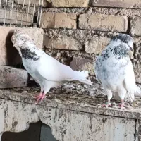 کفتر کبوتر