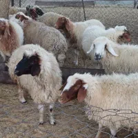 میش چاق