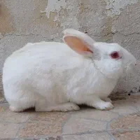 خرگوش|موش و خرگوش|بوشهر, |دیوار