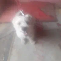 یک سگ نر  تریر باهوش