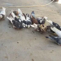 فروش کبوتر