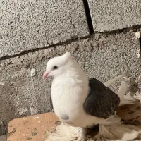 کبوتر|پرنده|جلفا, |دیوار