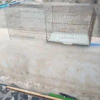 جوجه پران|لوازم جانبی حیوانات|مشکین‌دشت, |دیوار