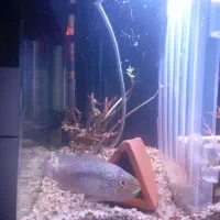 ماهی جک دمپسی