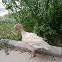 بوقلمون بیوتیک فوق سنگین
