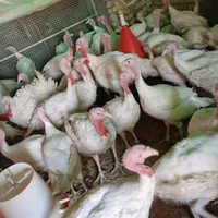 مرغ و خروس بوقلمون گوشتی جوجه شترمرغ