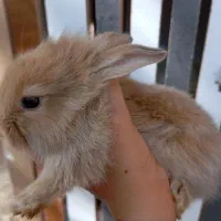 خرگوش پشمالو|موش و خرگوش|ایرانشهر, |دیوار