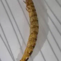 میلورم خشک و زنده و تجهیزات پرورش سوپر ورم