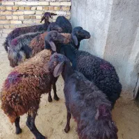 توخلو ماده قزل افشار