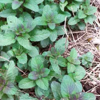 سبزی معطر شمال