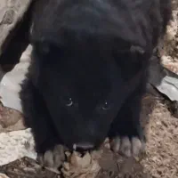 توله نر قدری جونی زیبا