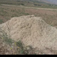کاه لوبیا