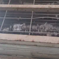 کولر کری|کولر گازی و فن‌کوئل|اهواز, منازل کارون|دیوار