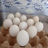 تخم غاز نطفه دار  مخصوص جوجه کشی