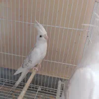 عروس هلندی و گرینچیک|پرنده|چابهار, |دیوار