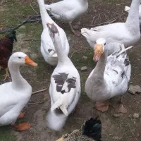 غاز|حیوانات مزرعه|گرگان, |دیوار