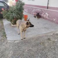 8عدد توله 1ماهه میکس ژرمن و دوبرمن|سگ|نقده, |دیوار