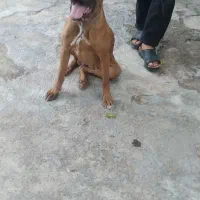 سگ باکسر ماده