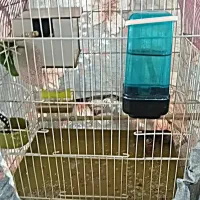 فنج گلوبریده نر|پرنده|گلستان (تهران), |دیوار