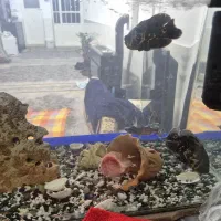 ماهی گوشت خوار