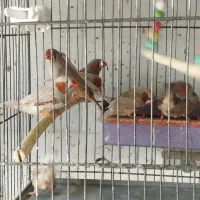 فروش فنج کینگ