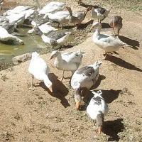 غاز محلی