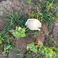 کاه فروشی 15کیسه بزرگ