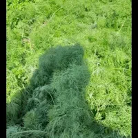 سبزی عمده فقط ۲۲نوبر دزفول