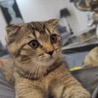 گربه اسکاتیش