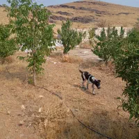 باغ اول شهر|فروش دفتر صنعتی، کشاورزی، تجاری|ازنا, |دیوار