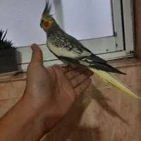 طوطی عروس ماده