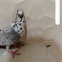 کبوتر هفت رنگ نقره ای