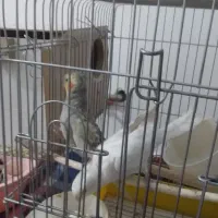 عروس هلندی|پرنده|نیر (اردبیل), |دیوار