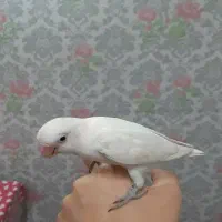 طوطی کوتوله برزیلی