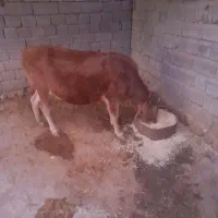 گاومحلی.ابستن|حیوانات مزرعه|شاهیوند, |دیوار