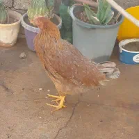 مرغ لری|حیوانات مزرعه|مسجد سلیمان, |دیوار