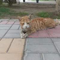 واگذاری گربه نارنجی( لطفاً توضیحات رو بخونید)