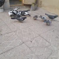 چندعدد کفتر سینهای|پرنده|مهریز, |دیوار