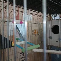 قفس پرنده سالم