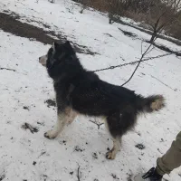 سگ هاسکی|سگ|نوشین شهر, |دیوار