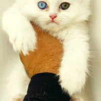 گربه بریتیش پرشین سفید